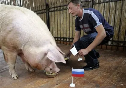 Ukrainian psychic pig bets on Poland and Russia