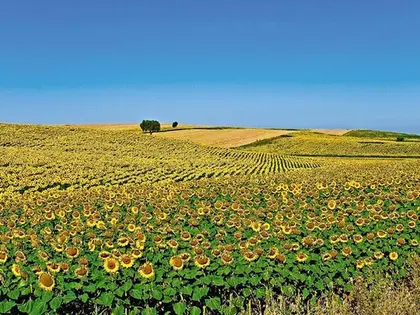 Ukraine harvests almost 59 million tons of grain, 9.6 million tons of sunflower