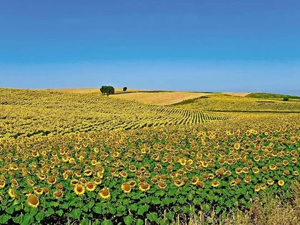 Ukraine harvests almost 59 million tons of grain, 9.6 million tons of sunflower