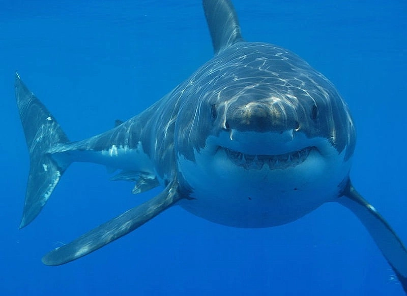 Ukrainian rescues tourist attacked by shark in Egypt