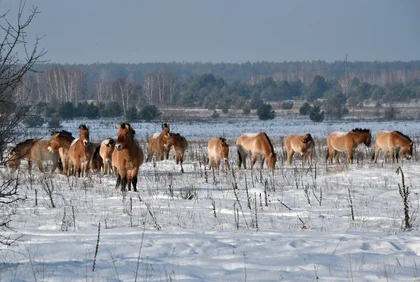 National Geographic: Could Chernobyl wolves spread mutations into Europe?