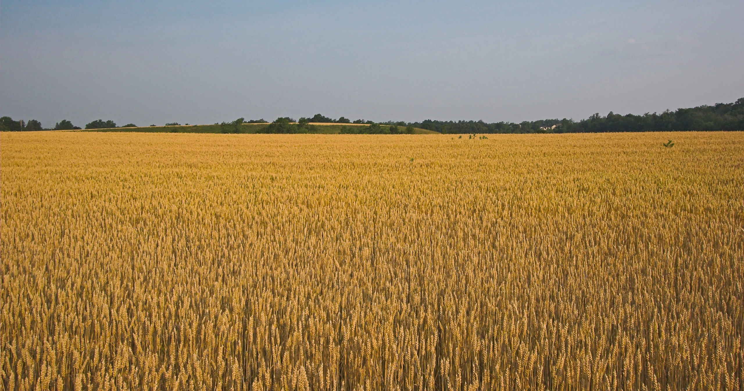 Bayer opens Monsanto seed plant in Zhytomyr region