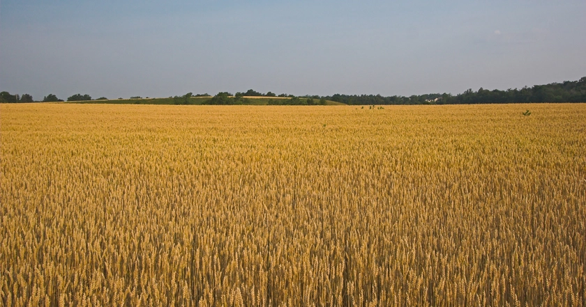 Bayer opens Monsanto seed plant in Zhytomyr region