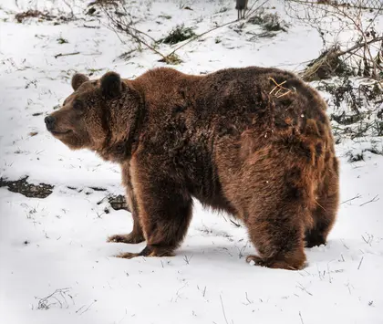 Unusually warm winter keeps Ukraine’s bears from hibernation