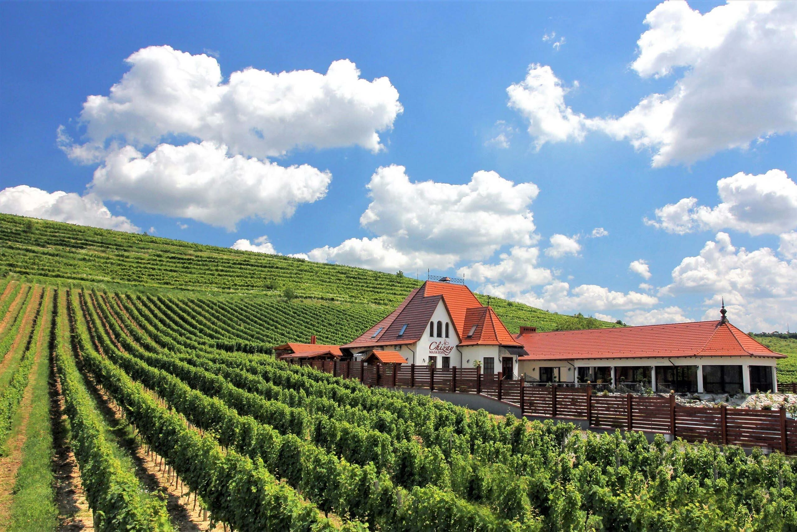 Explore Ukraine: Exquisite wine tasting during harvest season