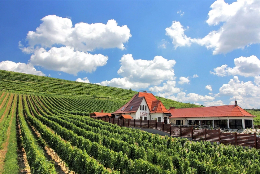 Explore Ukraine: Exquisite wine tasting during harvest season