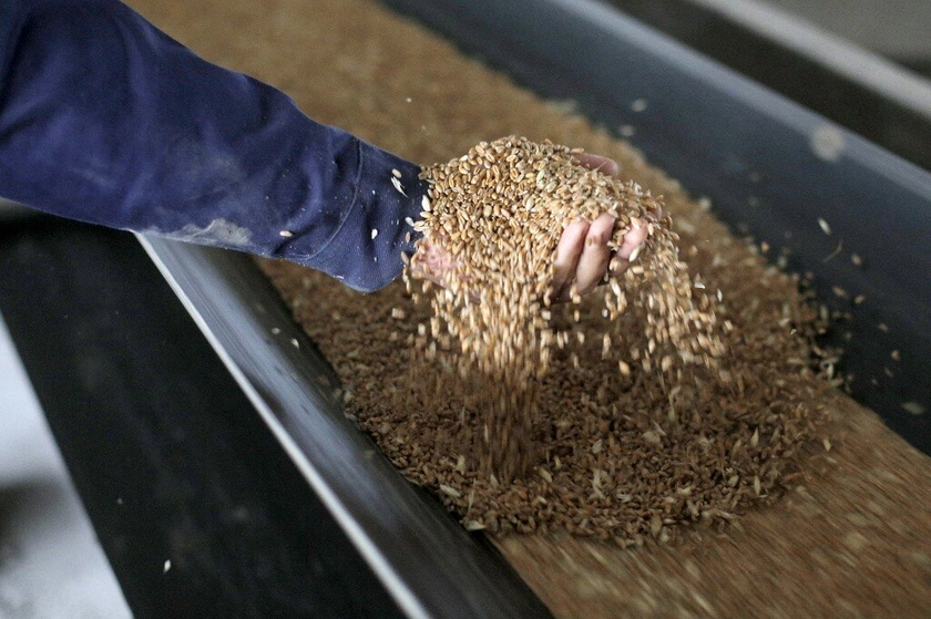 Vital Ukrainian Seed Bank Preserving Plant Species Nearly Destroyed by Russian Shelling