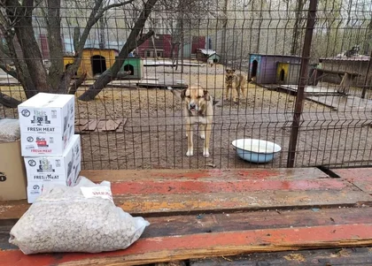 UK charity focusing on helping abandoned pets in Ukraine