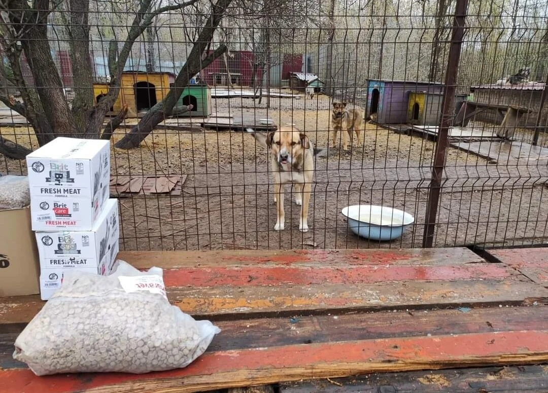 UK charity focusing on helping abandoned pets in Ukraine