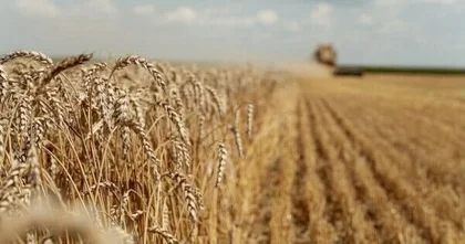 У Стамбулі відкрився центр, який контролюватиме експорт українського зерна, у той час, як Єгипет скасував контракти на 240,000 тонн пшениці