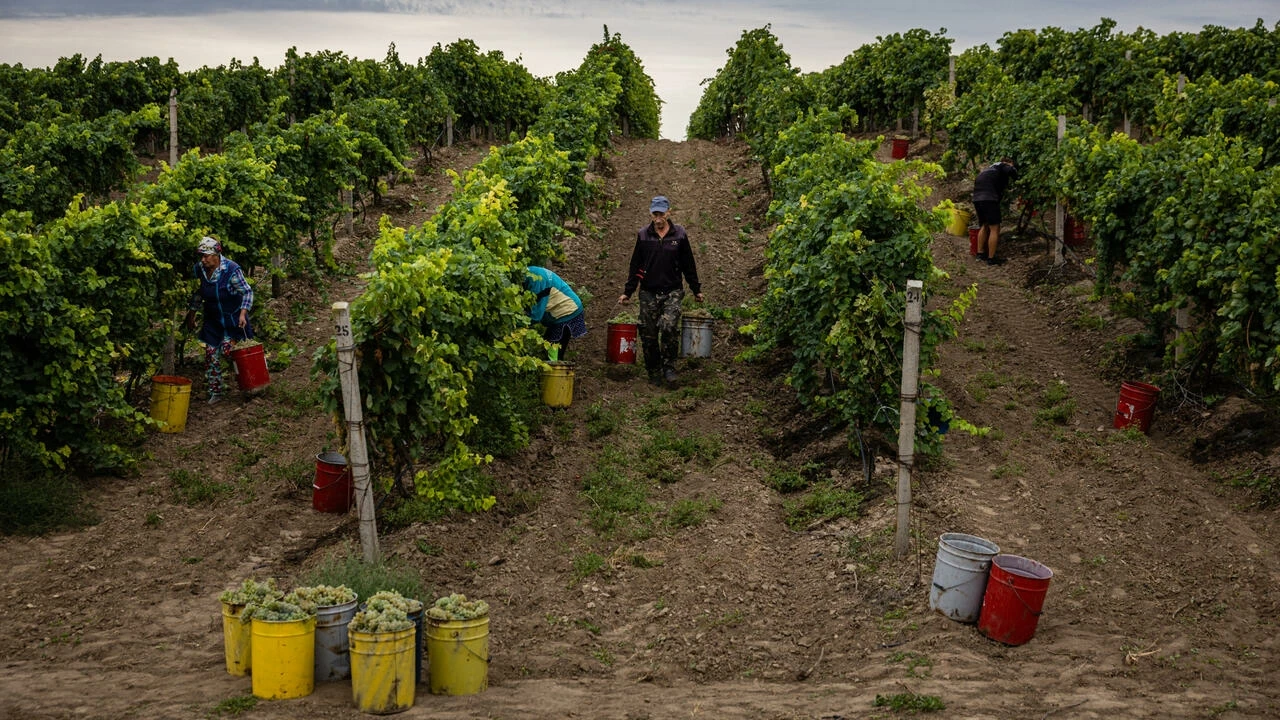 Ukraine’s Winegrower ‘Closest to the Frontline’