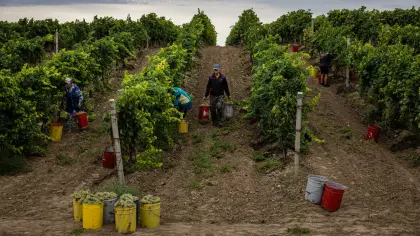 Найближчий до лінії фронту виноградар України
