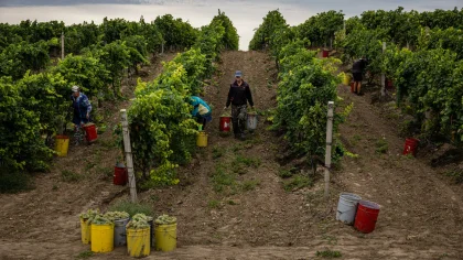 Найближчий до лінії фронту виноградар України