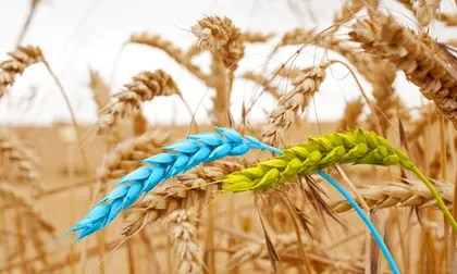 Тренди українського експорту: зернова угода та зростання експорту товарів