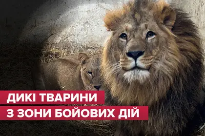 Тварини були з відрізаними вухами. Не розумію, навіщо росіяни це зробили – керівниця Центру порятунку диких тварин UAnimals