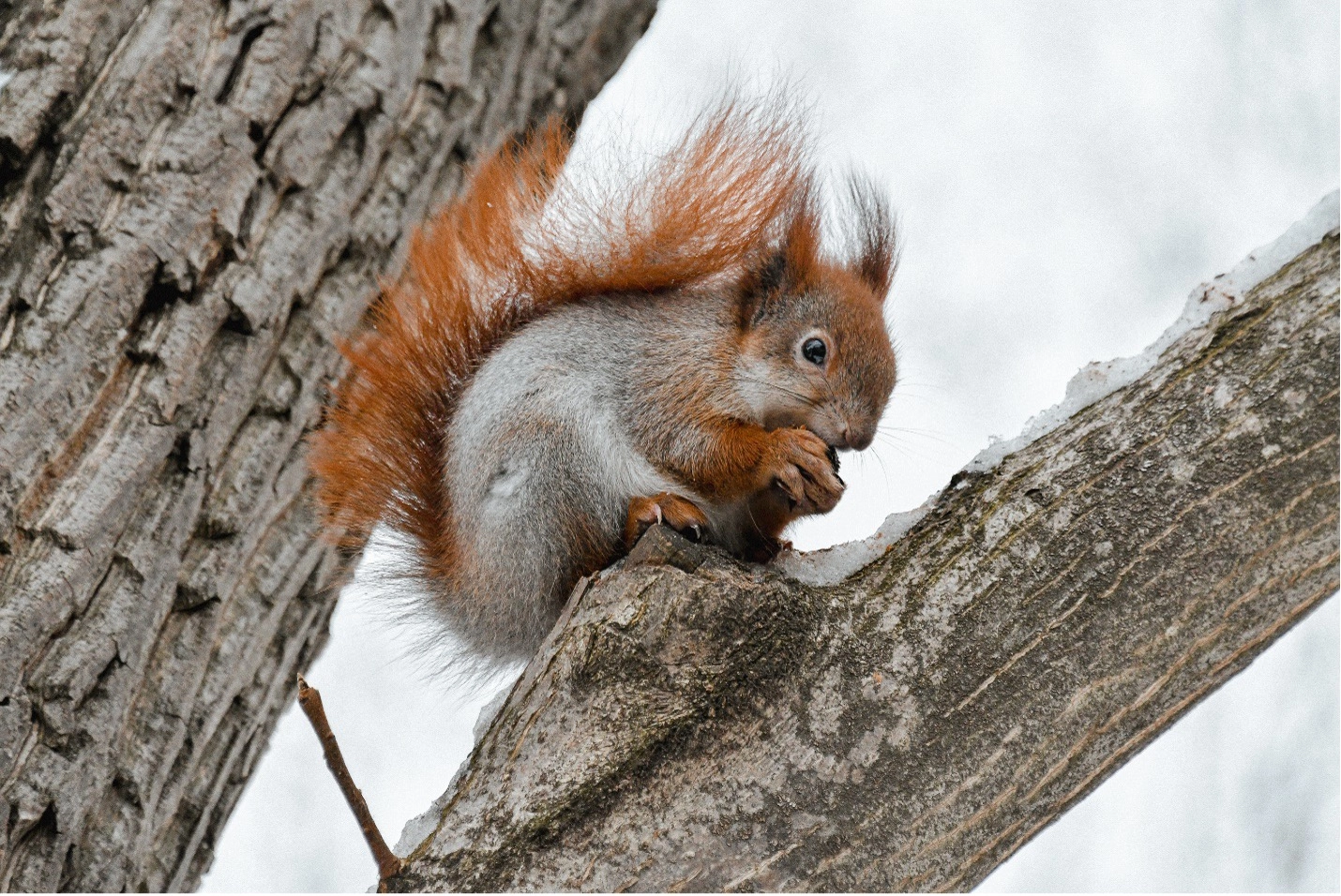 A squirrel eats a nut during a winter weekend morning at the Kyiv City Zoo. Dec. 10 photo by Stefan Korshak.