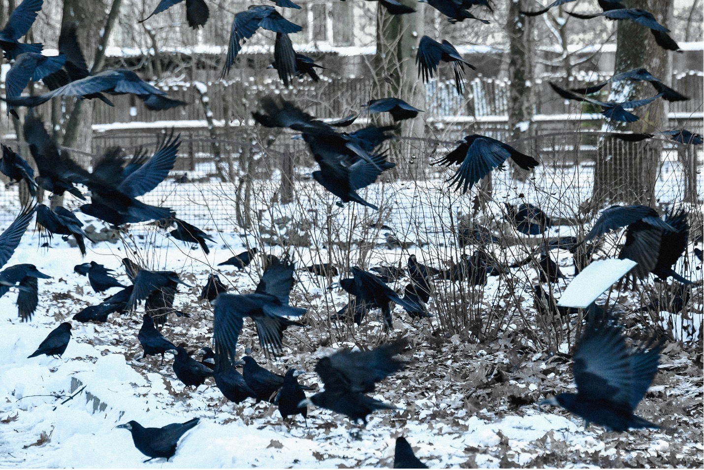 Conspiracy of ravens takes to the air at the Kyiv City Zoo. These are wild ravens and not a zoo exhibit. Dec. 10 photo by Stefan Korshak.