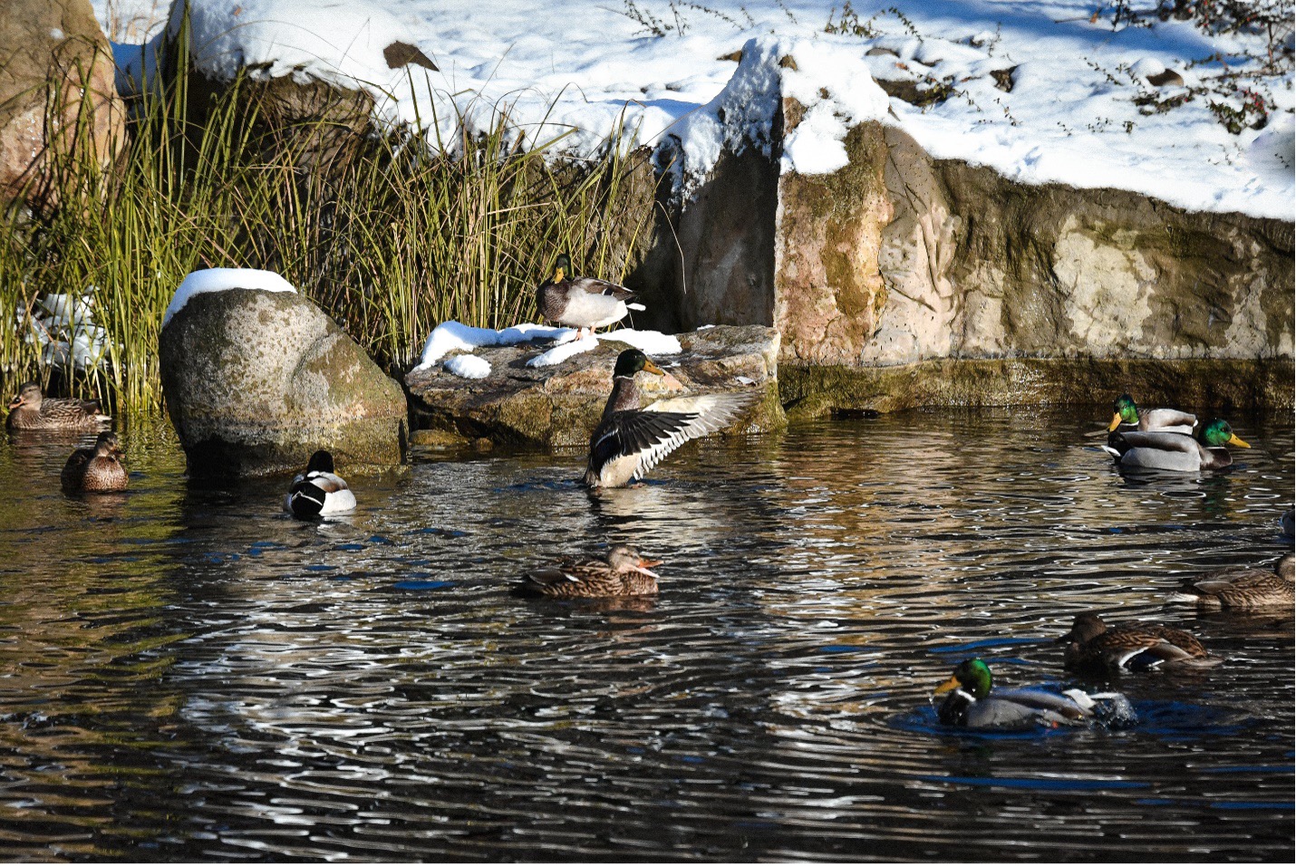 Mallard ducks swim and fly at a pond at the Kyiv City Zoo. These are wild waterfowl and not a zoo exhibit. Dec. 10 photo by Stefan Korshak.
