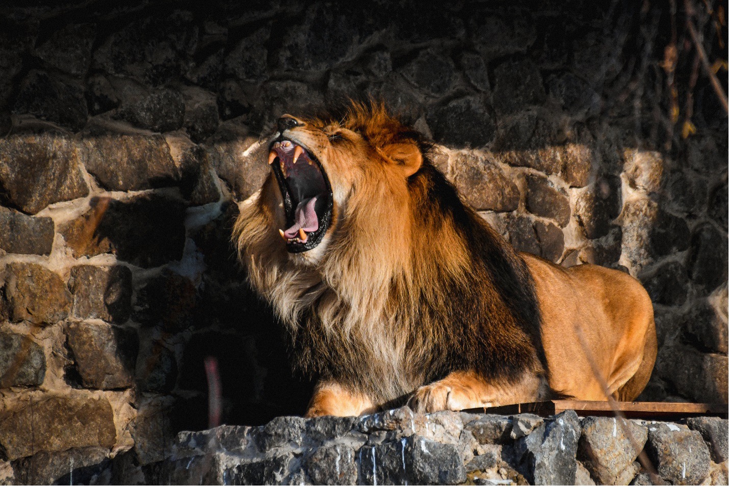 Male lion yawns a little before feeding time at the Kyiv City Zoo. Dec. 10 photo by Stefan Korshak.