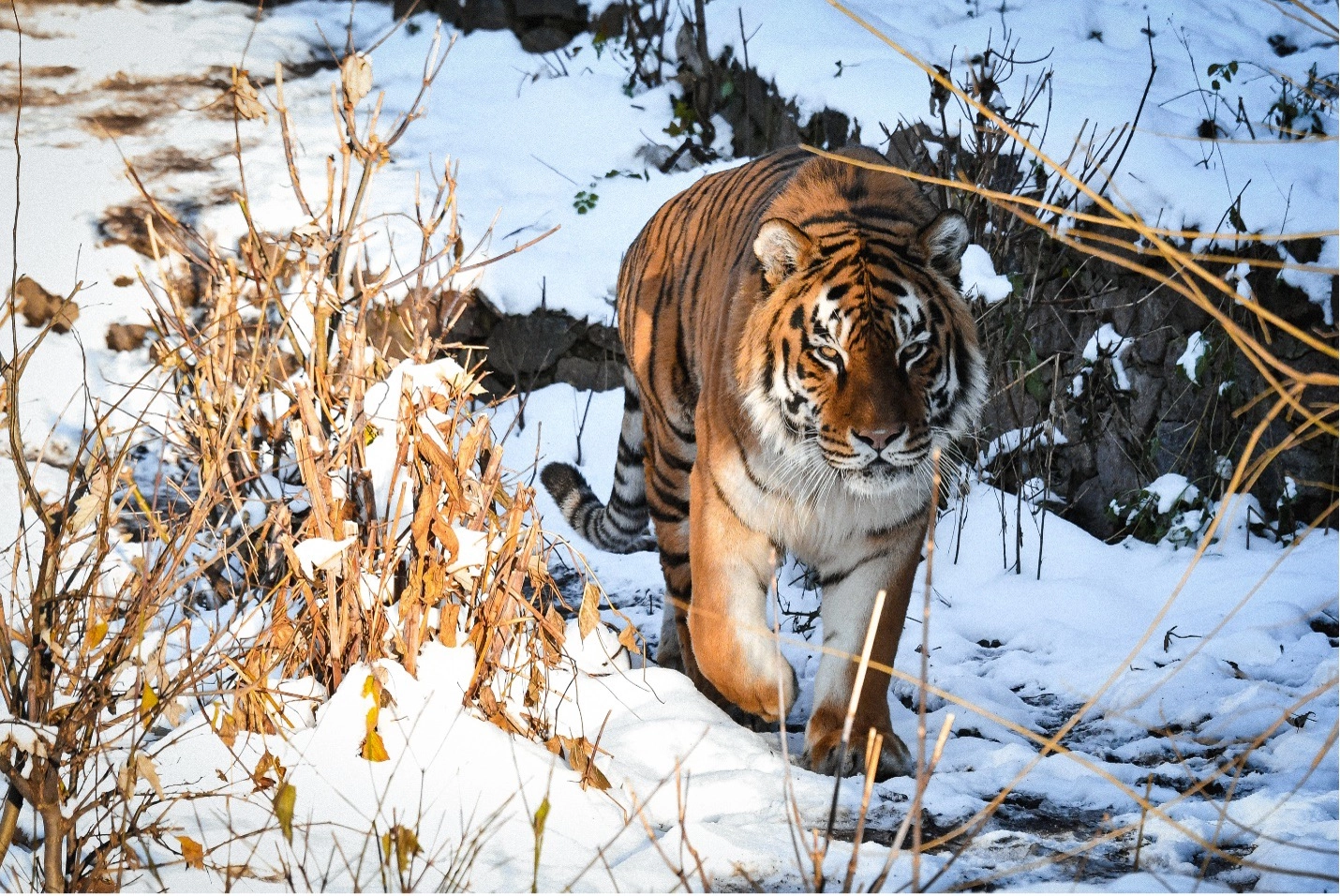 Siberian Tiger walks its enclosure on a snowy weekend morning at the Kyiv City Zoo. Animals from warmer climates stayed mostly inside in warmed spaces during a Dec. 10 Kyiv Post visit. Photo