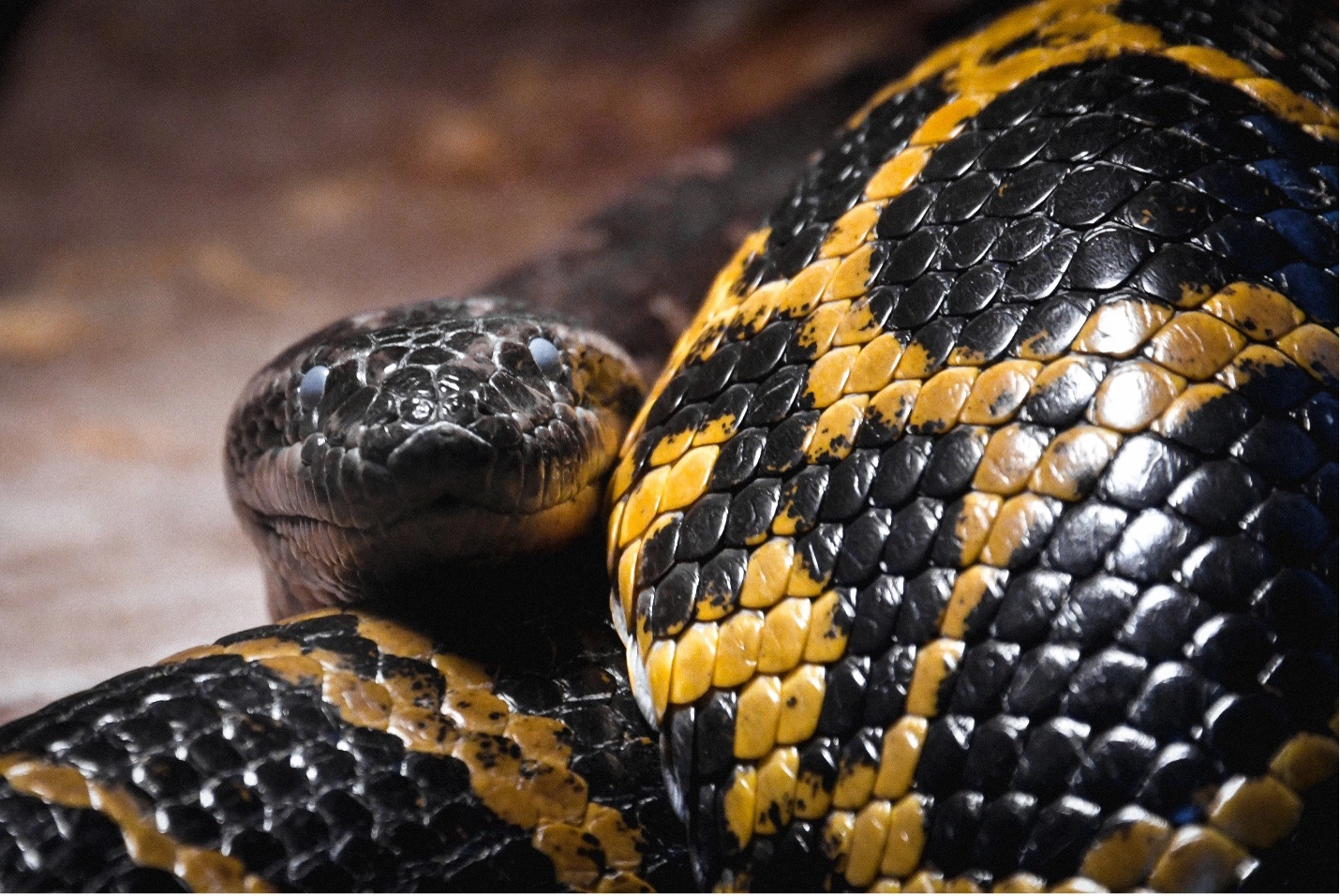 Constrictor snake looks from its enclosure at the Kyiv City Zoo. Warm climate animals had heat and electric light during a Dec. 10 Kyiv Post visit. Photo by Stefan Korshak.