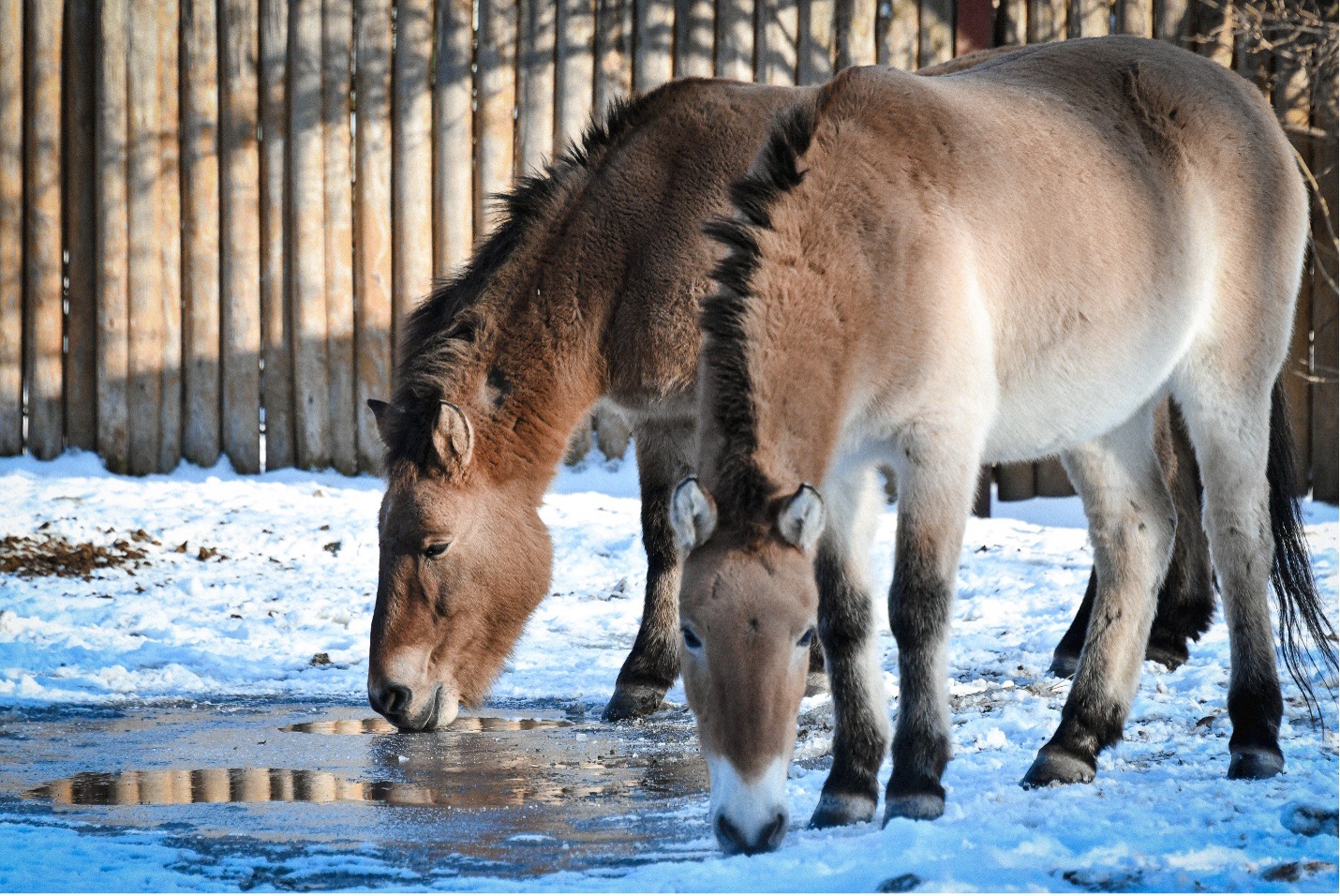 Two Przewalski’s Horses break ice to drink water on a cold winter day at the Kyiv City Zoo. The facility is open for visitors despite Russian missile raids and blackouts sometimes hitting the Ukrainian capital. Dec. 10 photo by Stefan Korshak
