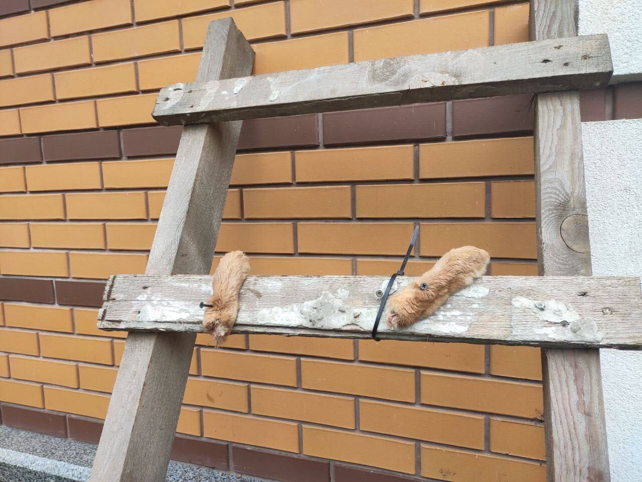 Nailed dog paws in the yard of one of the houses in Vorzel (Kyiv region)