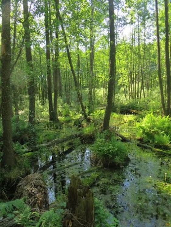 View of the Bondarevske Swamp, Chernihiv region, some 25 kilometers south of the Ukraine-Belarus border. Tough terrain like this helped halt Russian invasion of Ukraine from the north in February and March, by forcing armored vehicles to stay on roads, to be ambushed by small groups of Ukrainian infantry. Image from Bondarevske website.