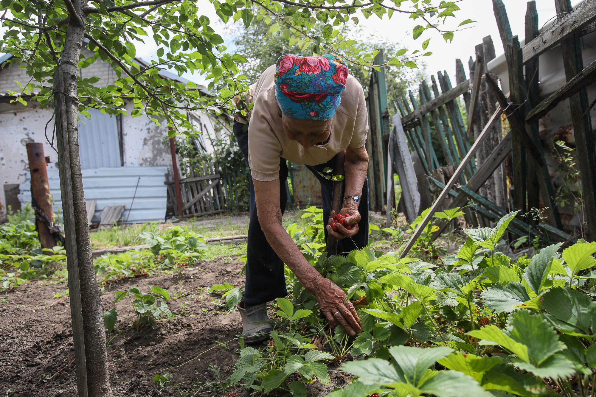Mariya Horpynych, a elderly local civilian, takes the strawberries crop in a kitchen garden near her house in the town of Opytne on June 12, 2019.