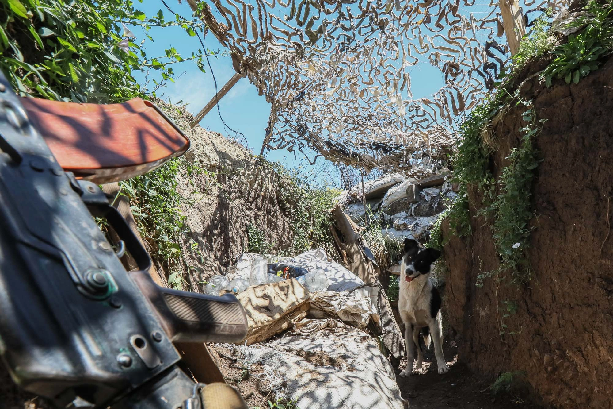 A dog looks at an AK rifle at a Ukrainian army’s combat post in the town of Zaitseve, eastern Ukraine, on June 25, 2018.
