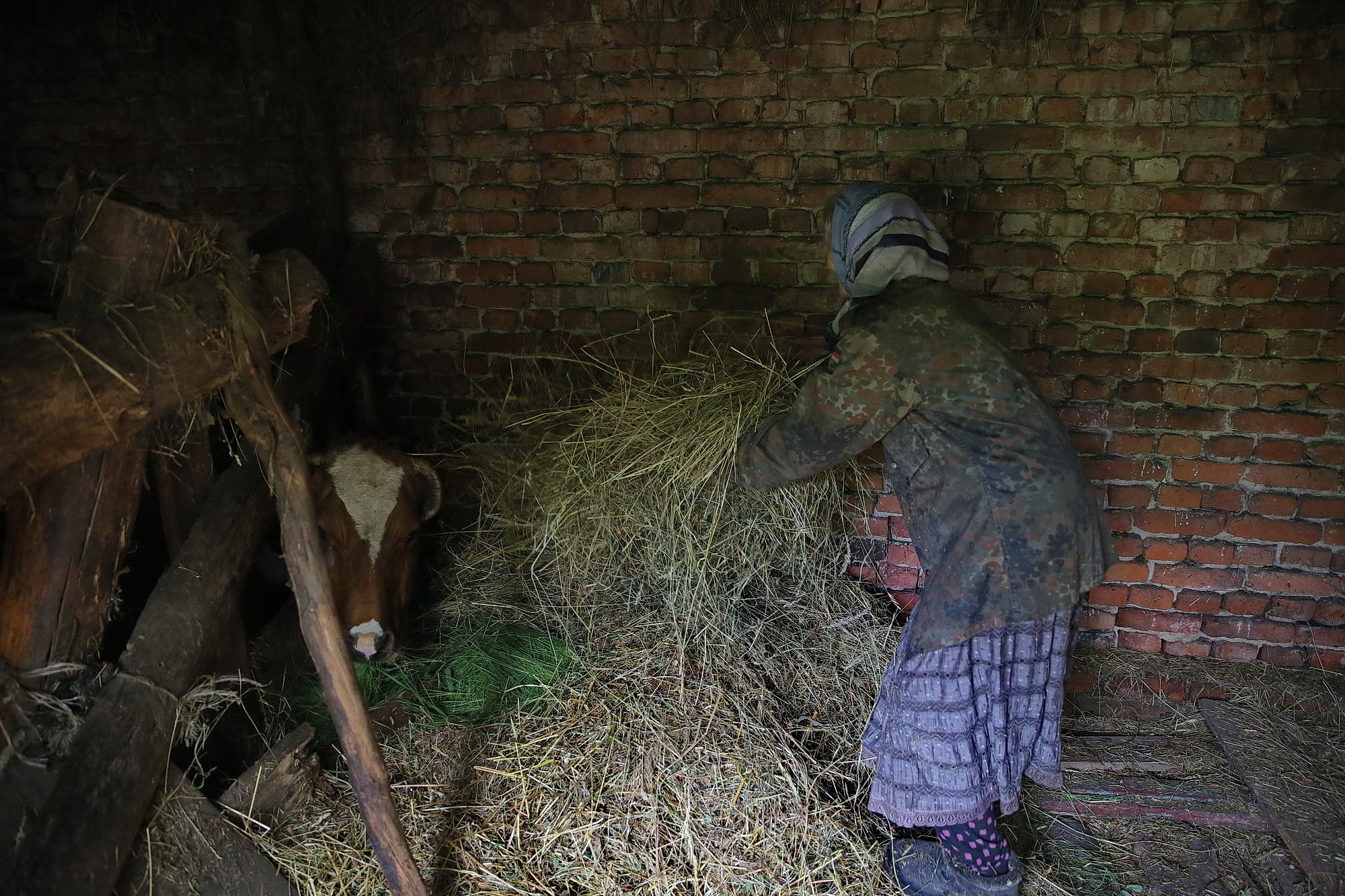 Oleksandra Vaseiko feeds her cow in the village of Sokil in Volyn Oblast.