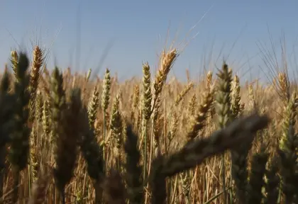 توقعات بتراجع كبير لمحصول الحبوب في أوكرانيا هذا العام