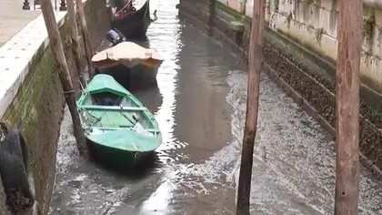 Канали Венеції починають пересихати