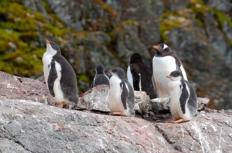 Українські полярники показали дитинчат пінгвінів у "яслах"