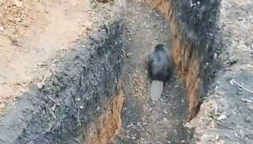 Ukraine’s 'Combat Beaver' to Get Wikipedia Page Devoted to its 'Decisive Victory' in Trench Battle
