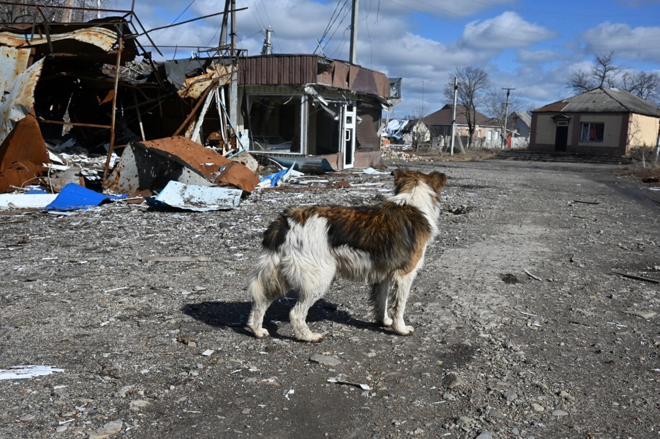 ‘One Dog Looked Like the Terminator Before He Was Pinned Down’ - an AFU soldier