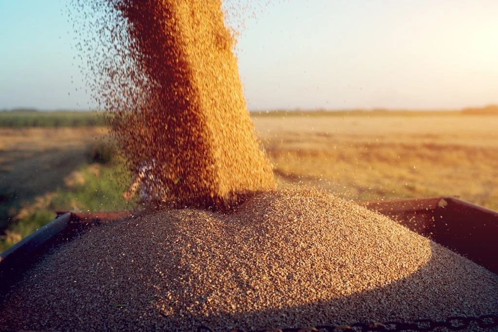 Євросоюз готує екстрені обмеження на імпорт зерна з України