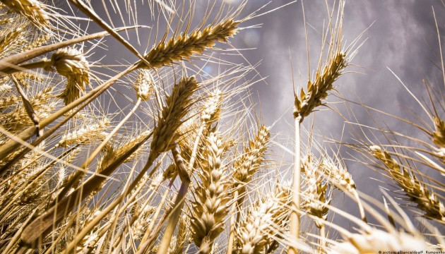 EXPLAINED: Why Ukrainian Grain Began Being Blocked in Europe - Vimarsana News