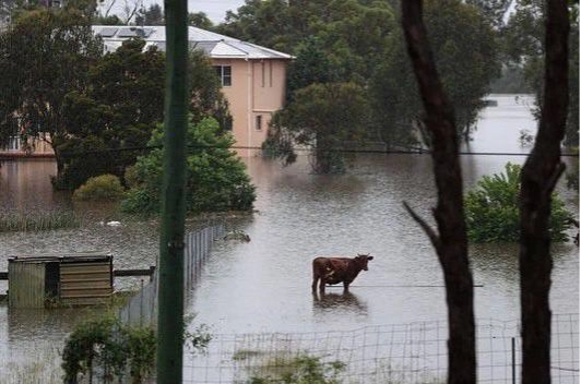 Destruction of Kakhovka Dam Affects Animals Too, Zoo Washed Out and Beavers Walk Village Streets