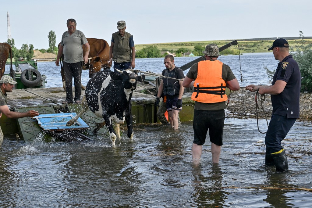 Ukrainian servicemen help residents unload a cow evacuation from the flooded village of Afanasiivka, Mykolaiv region on June 9, 2023. Genya SAVILOV / AFP