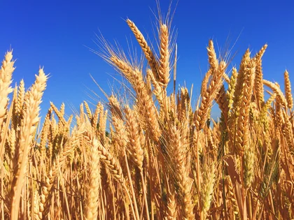 Ukraine Grain Deal: Crucial and Constantly Threatened