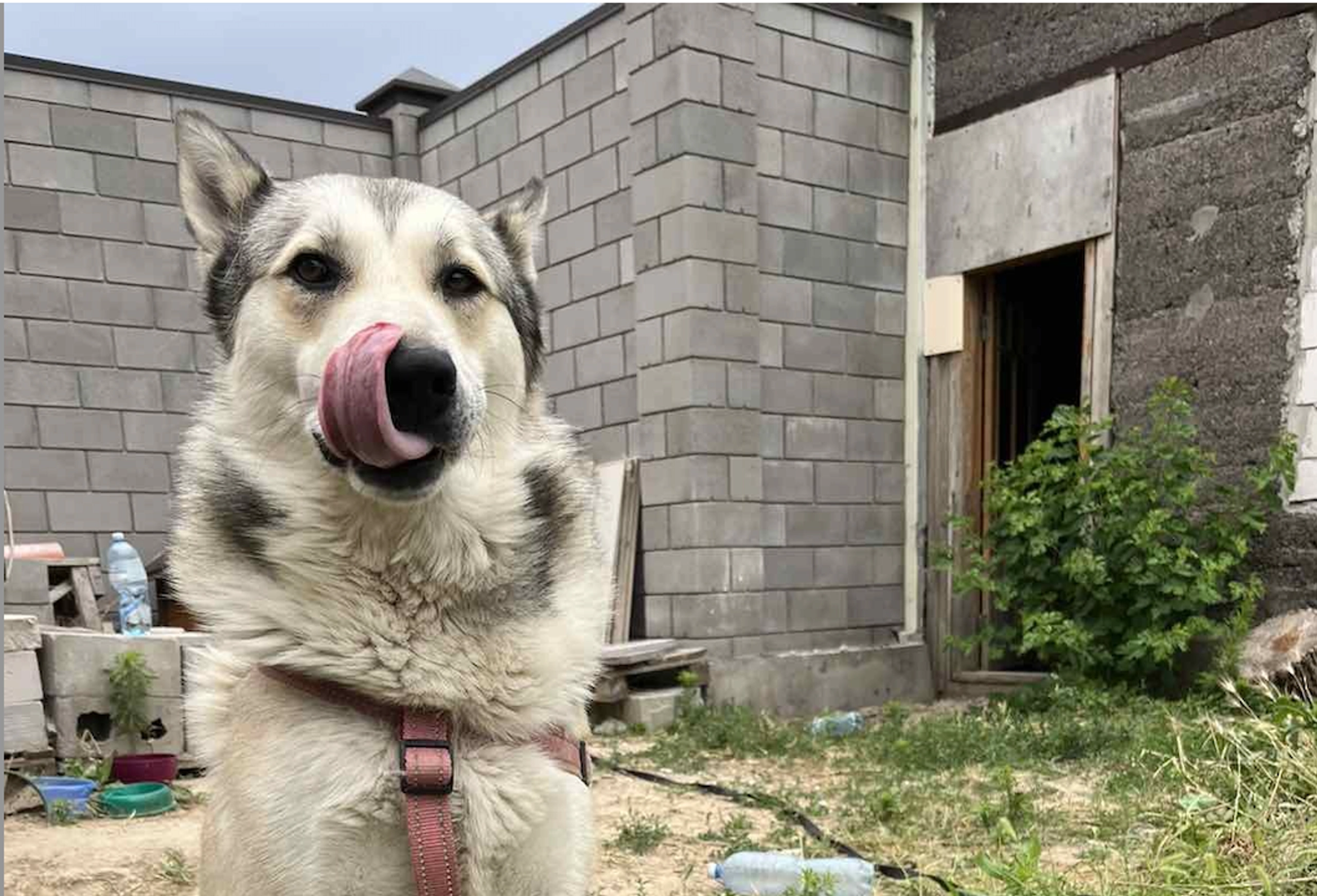 Kherson Family (and Dog) Lost Everything But Their Lives When Kakhovka Dam Was Destroyed