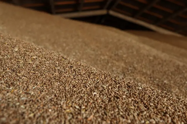OPINION: What to Do With Ukraine’s Grain Exports