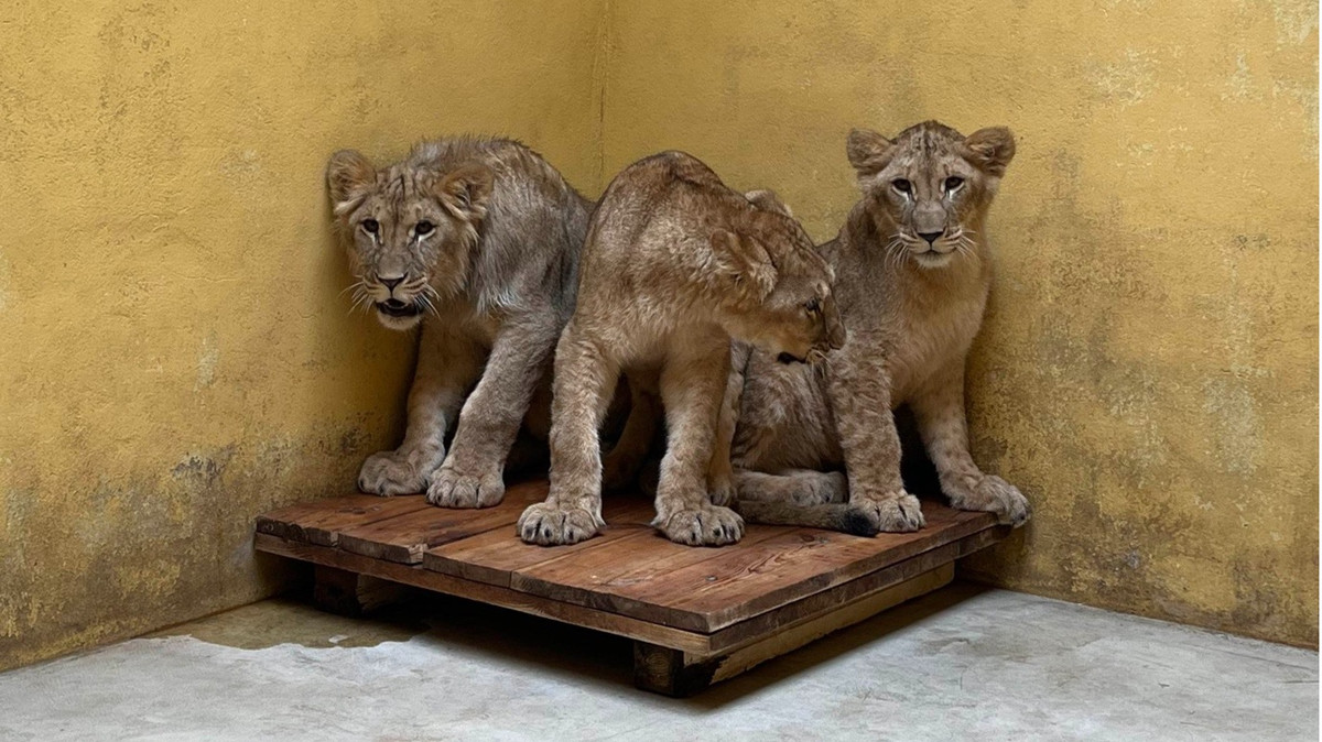 Abandoned Lions to Move from Donetsk to Doncaster