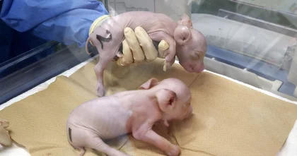 В Японії вивели перших свиней спеціально для трансплантації органів людям
