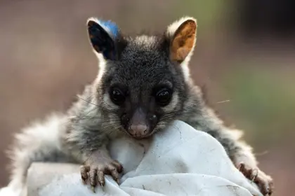 В Австралії помітили тварину, яка вважалася давно вимерлою