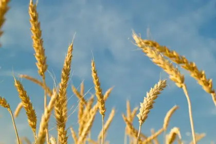 Польща, Чехія та країни Балтії закликали Єврокомісію заборонити імпорт зерна з РФ