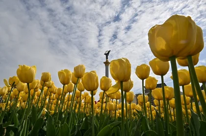 У Києві почали розквітати тюльпани: перелік локацій