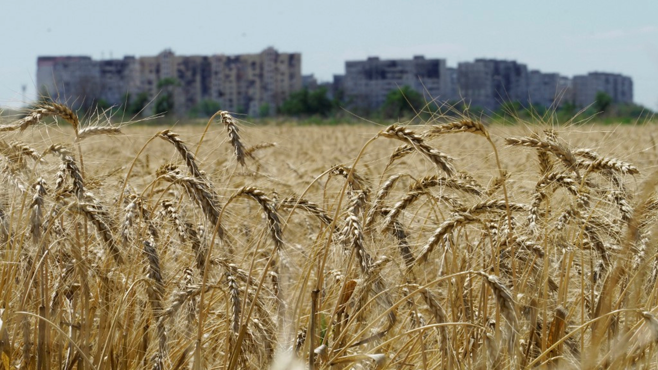 Росія продовжує вивозити крадене зерно з порту Маріуполя