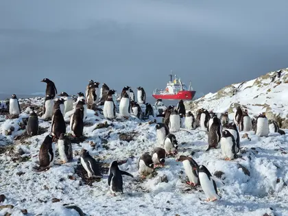 Біля станції «Академік Вернадський» збільшується популяція пінгвінів